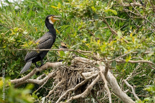 Indian cormorant or Indian shag (Phalacrocorax fuscicollis) on nest photo