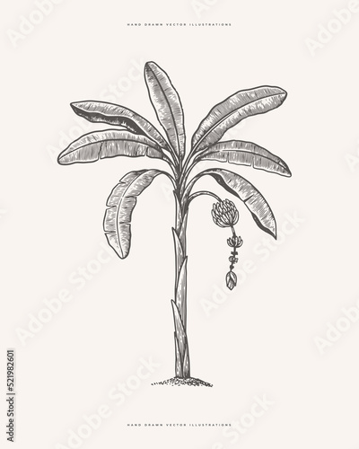 Banana palm in engraving style. Hand-drawn tropical tree. Template for design postcard, logo, label. Vintage illustration on a light isolated background.