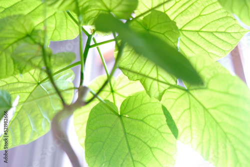 窓際のウンベラータ