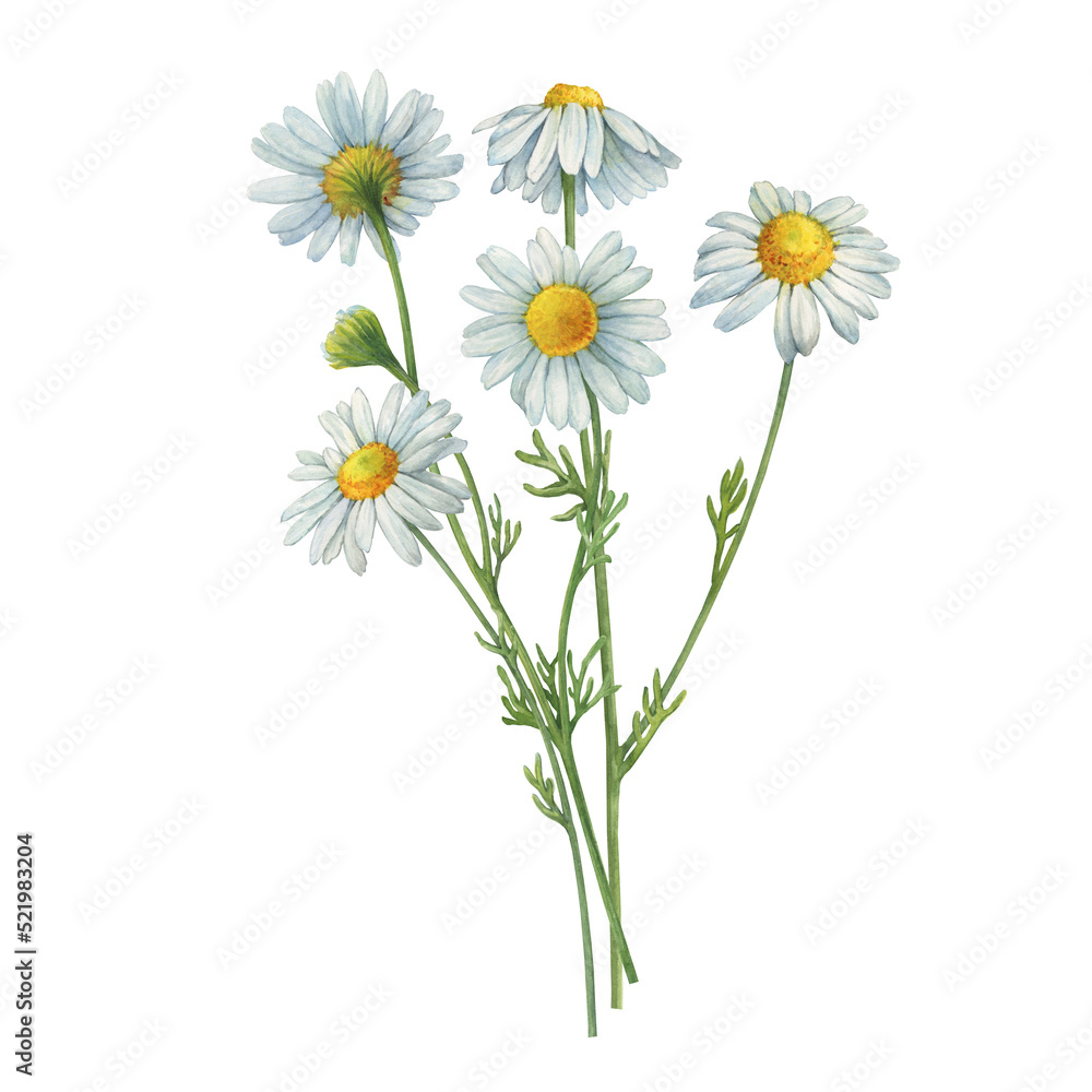 Obraz Bouquet with white Matricaria chamomilla flowers (chamomile, kamilla, scented mayweed, whig plant, mother's daisy). Watercolor hand drawn painting illustration, isolated on white background. fototapeta, plakat