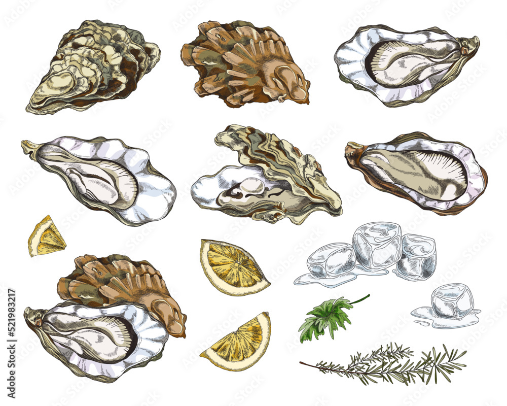 Oyster mollusk in shells with rosemary, lemon and ice - sketch vector illustration isolated on white background. Oyster mollusk in shells with rosemary, lemon and ice - sketch vector illustration isolated on white background.