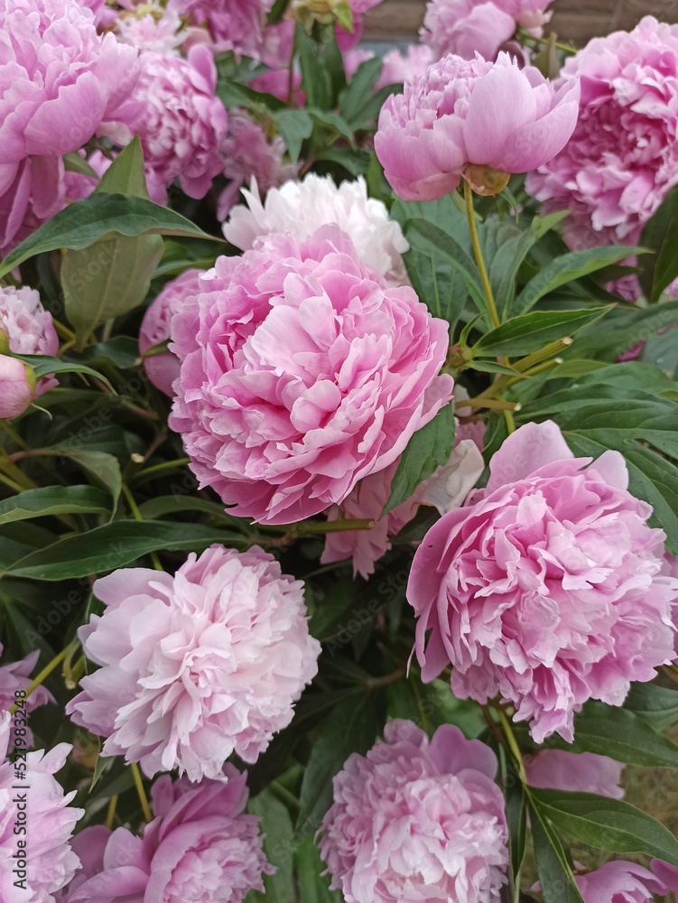 pink hydrangea flowers