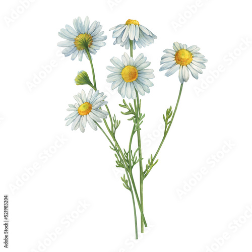 Bouquet with white Matricaria chamomilla flowers (chamomile, kamilla, scented mayweed, whig plant, mother's daisy). Watercolor hand drawn painting illustration, isolated on white background. photo