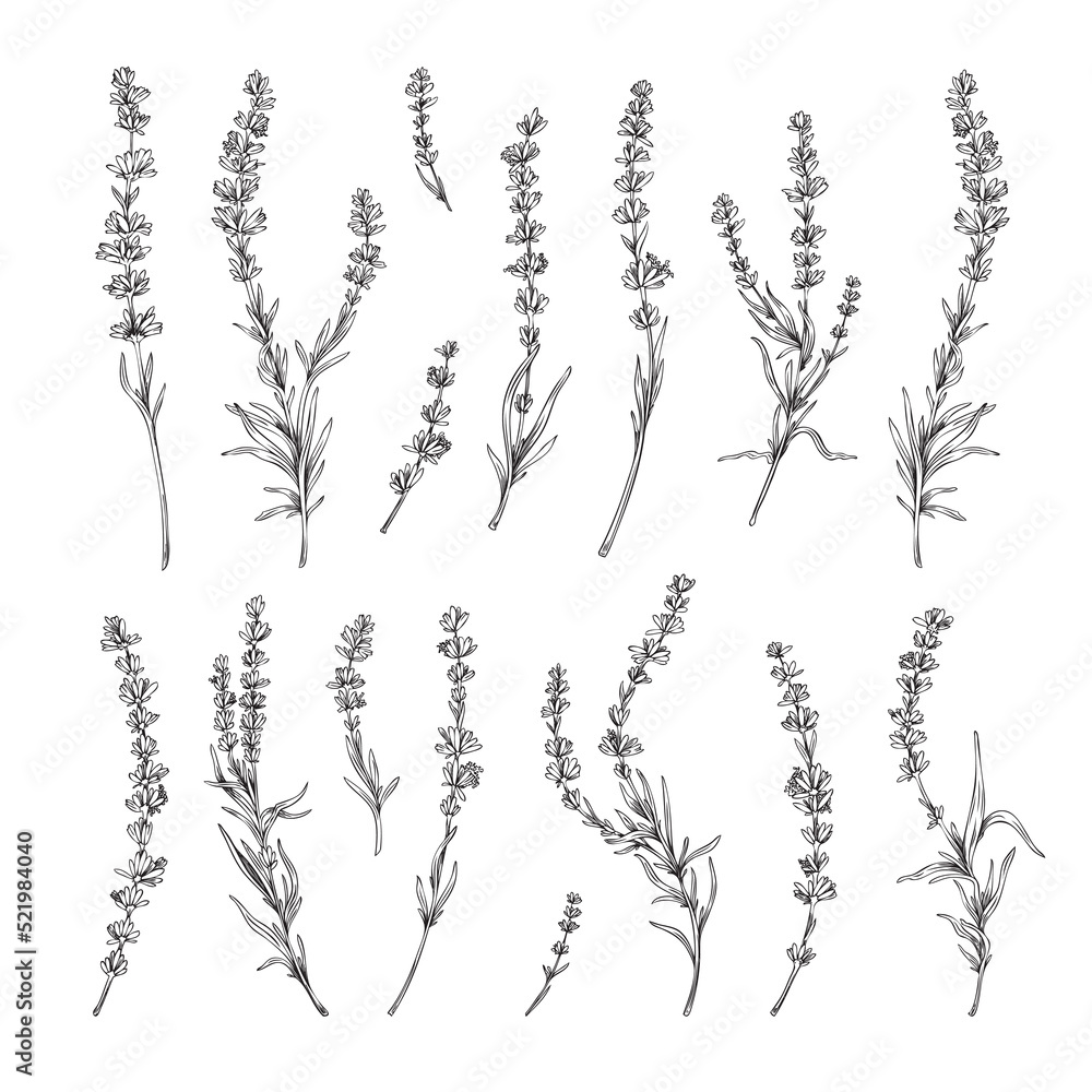 Lavender twigs with flowers elements set engraving vector illustration isolated.