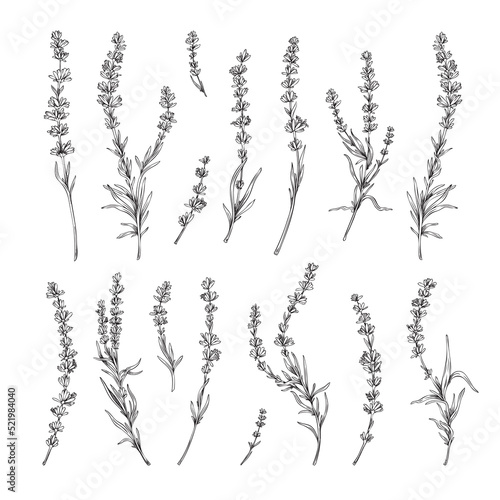 Lavender twigs with flowers elements set engraving vector illustration isolated.