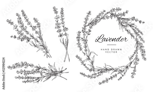 Hand drawn lavender bunches and wreath, outline sketch vector illustration isolated on white background.