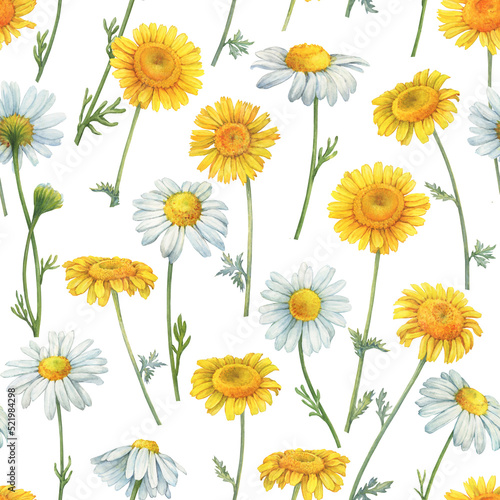Seamless pattern with meadow, field yellow and white chamomile flowers (cota, daisy, chamomilla, kamilla). Watercolor hand drawn painting illustration, isolated on white background