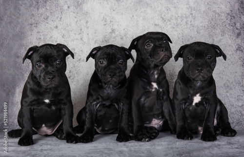 Black American Staffordshire Bull Terrier dogs puppies on gray background photo