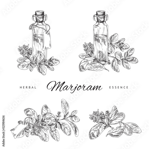 Marjoram herbal essence with glass bottle of plant oil, sketch vector illustration isolated on white background.