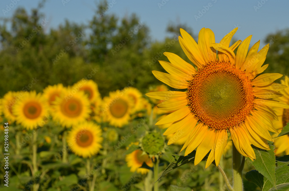 sunflowers - flowers of the Sun