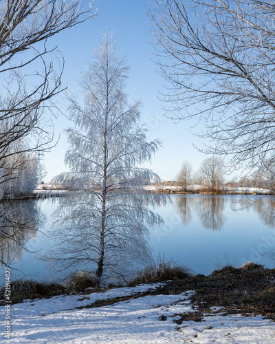 Trees covered by hoar frost at Kellands Pond, Twizel, New Zealand. Vertical format. © Janice