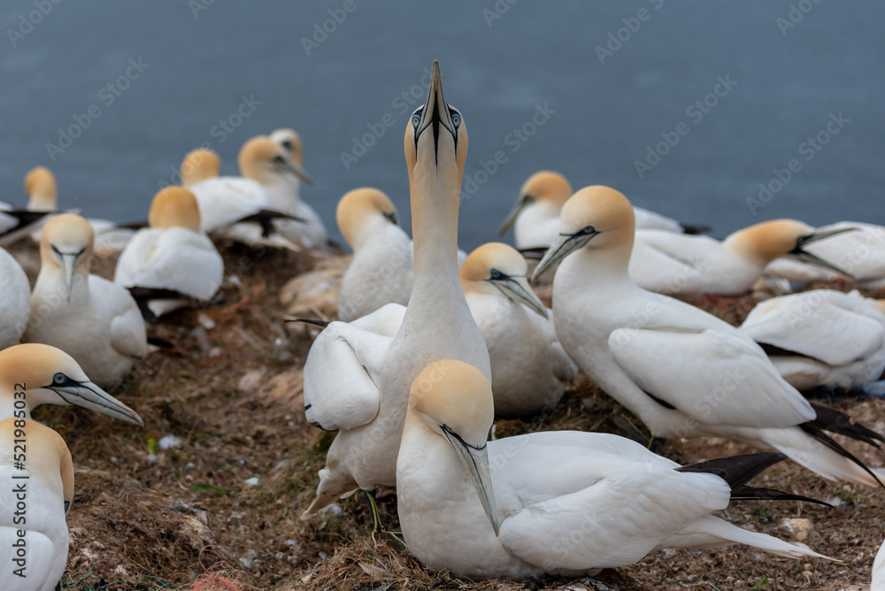 Harmonische Basstölpelgruppe auf Helgoland. Harmonische Basstölpelgruppe auf Helgoland.