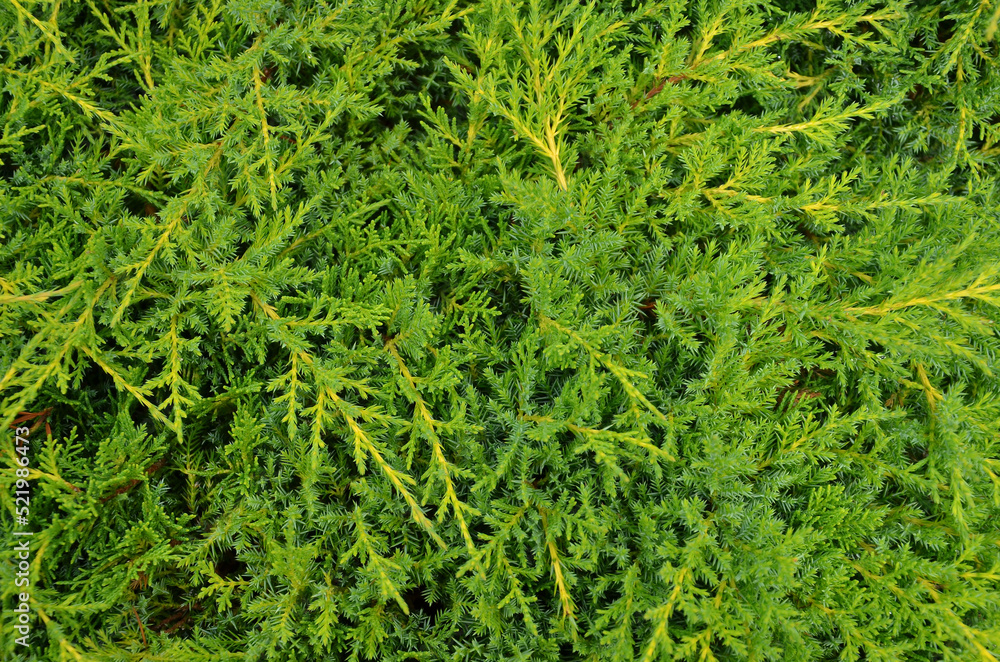 Green bush of juniper. The evergreen coniferous plant background. Landscaping or gardening concept. Green bush of juniper. The evergreen coniferous plant background. Landscaping or gardening concept.