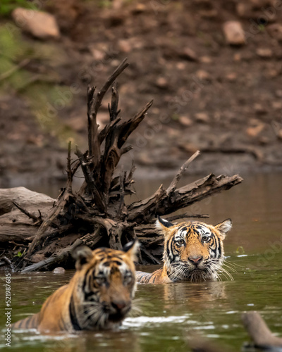 Two wild adult male bengal tiger enjoying in natural water source in monsoon green rainy environment at ranthambore national park forest sawai madhopur rajasthan india asia - panthera tigris tigris photo