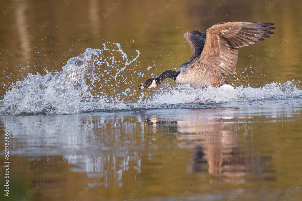 Fototapeta premium Eine Kanadagans bei der Wasserlandung