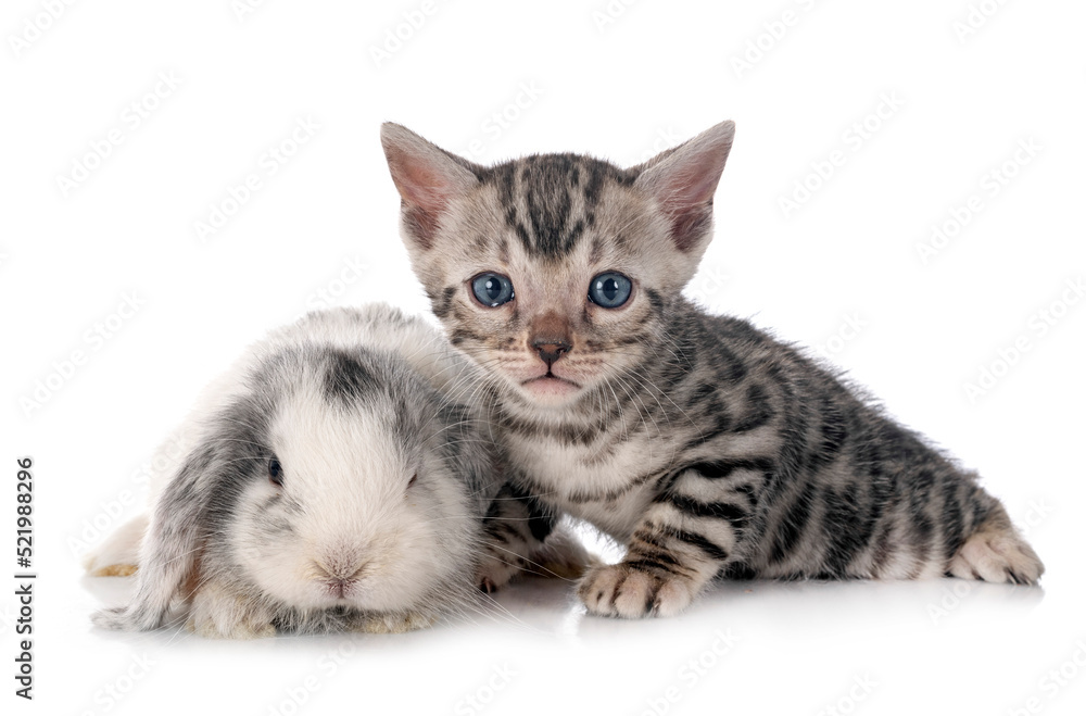 mini lop and bengal kitten