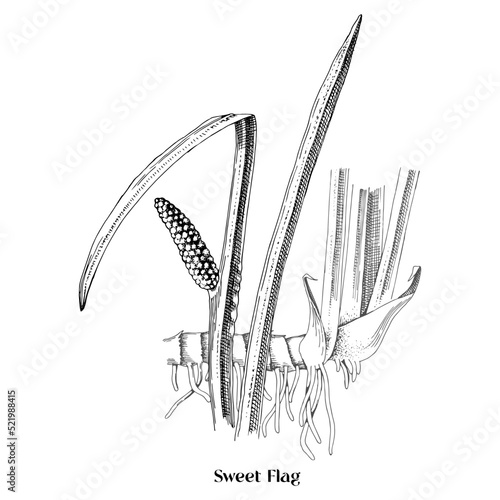 Sweet flag. Hand drawn plant. Medicinal plant