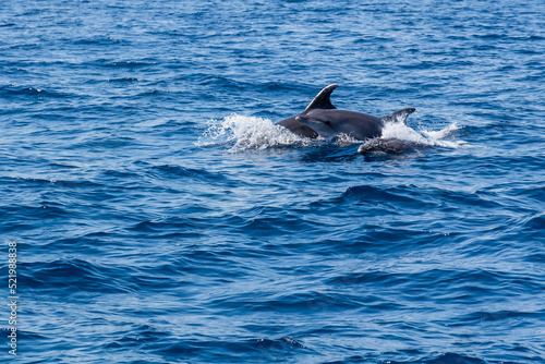 Delfini che giocano © Nicolas
