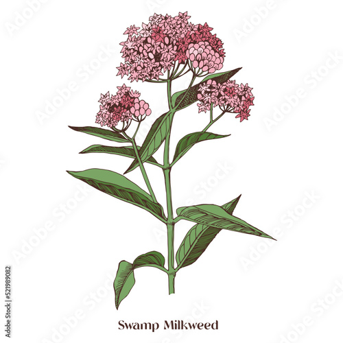 Swamp Milkweed Wildflower. Medicinal plant photo