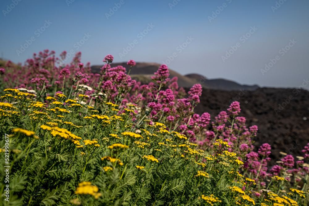 Obraz premium Mount Etna Wildflowers