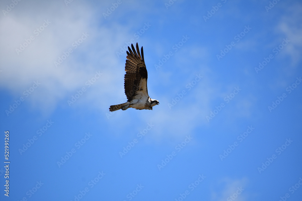 Flying Osprey With Feathered Wings Stretched in Flight Flying Osprey With Feathered Wings Stretched in Flight
