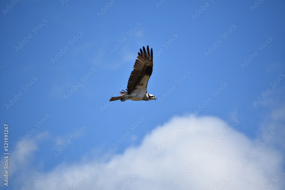 Fototapeta premium Osprey With Wings Outstretched and Spread in Flight