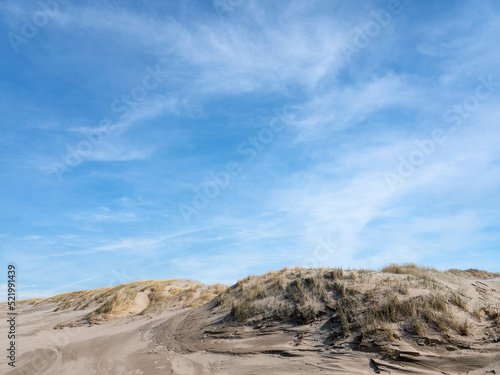 Dunes North Holland  Noord-Holland province  The Netherlands