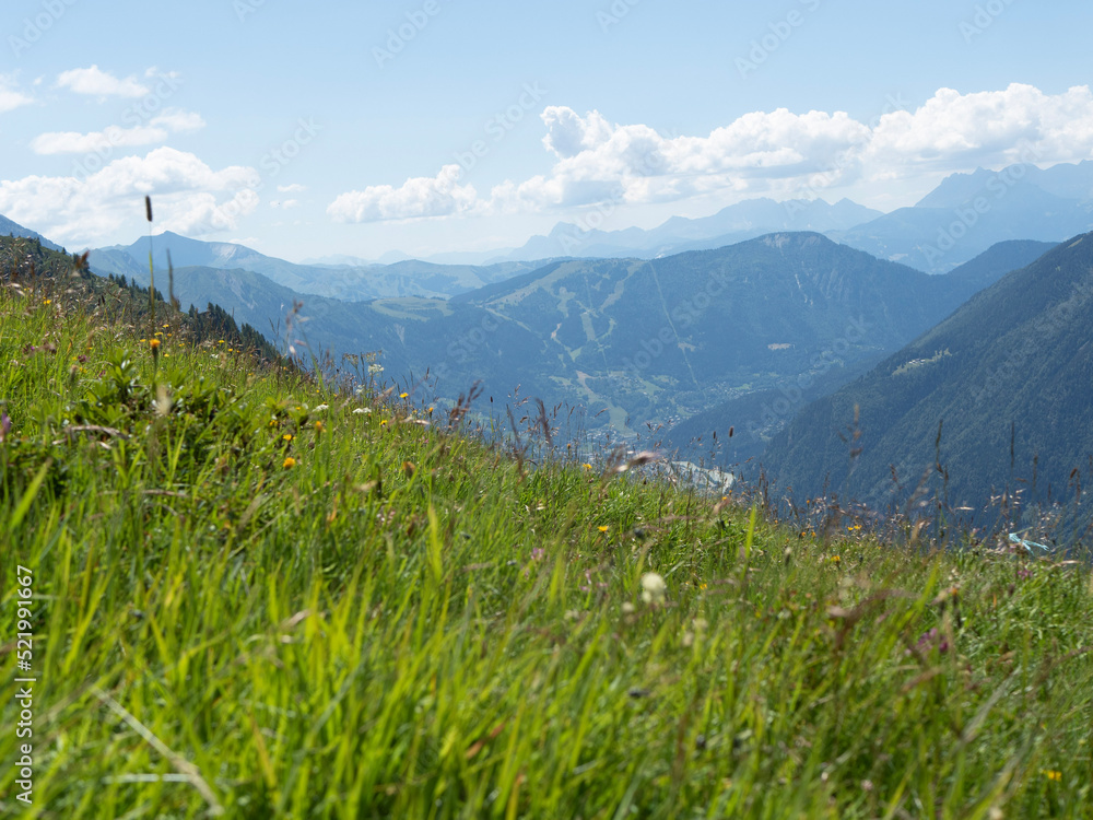 Fototapeta premium alpine meadow in summer