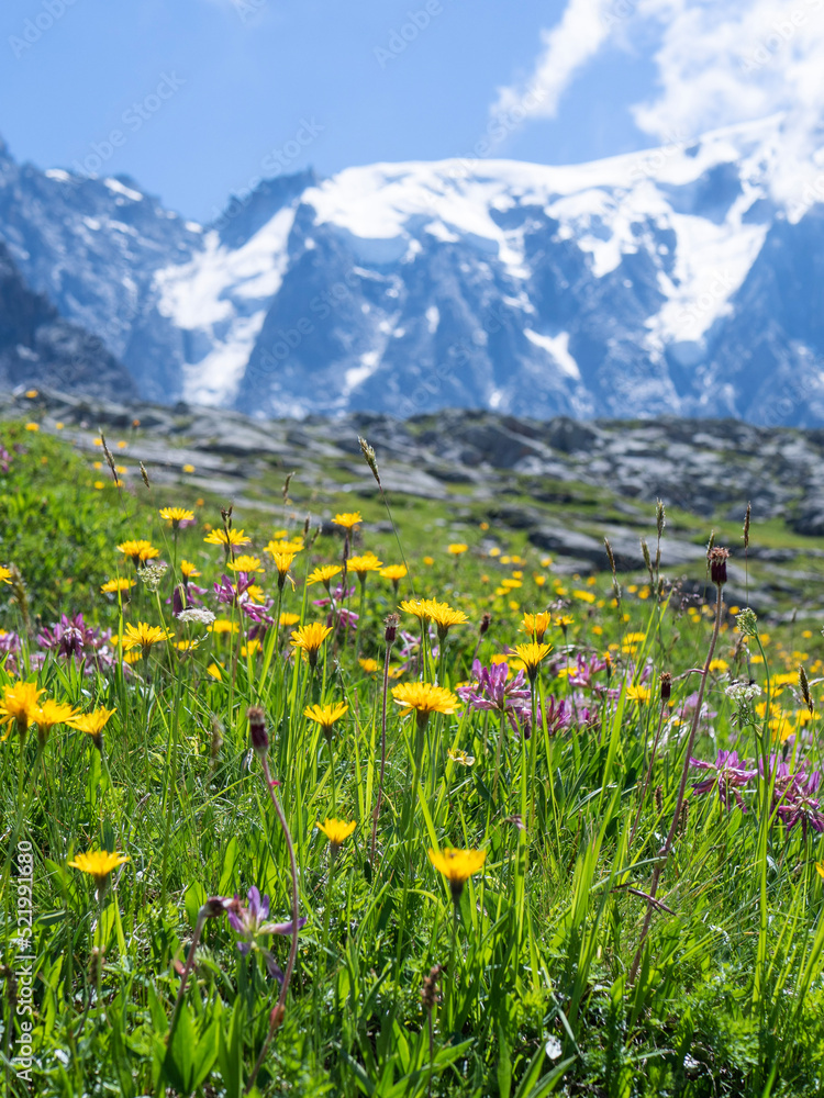 Fototapeta premium flowers in the mountains