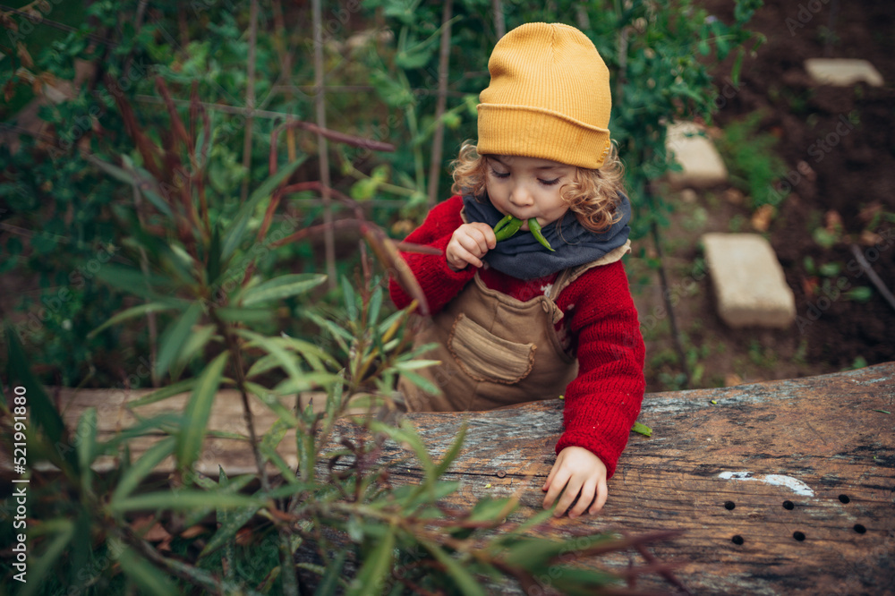 Little girl eating harvested organic peas in eco garden, sustainable lifestyle concept. Little girl eating harvested organic peas in eco garden, sustainable lifestyle concept.