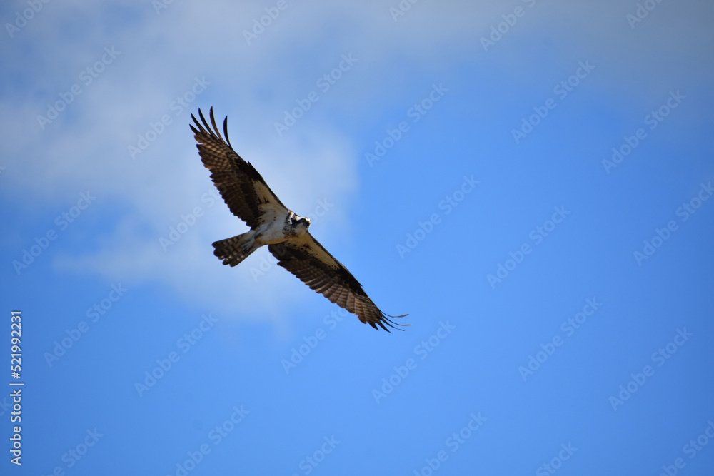 Underside of an Osprey Bird Flying in the Sky Underside of an Osprey Bird Flying in the Sky