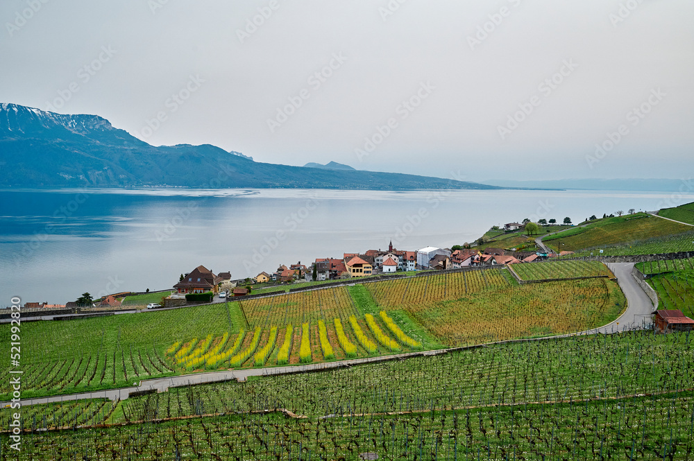 Vineyard terrace, Lavaux, Switzerland Vineyard terrace, Lavaux, Switzerland
