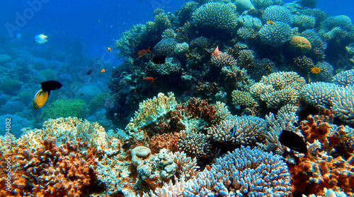 Fototapeta Naklejka Na Ścianę i Meble -  Swimming through colorful coral reef and tropical fish - Red Sea - Jordan