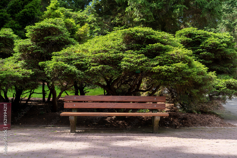 Bench under the tree in quiet environment Bench under the tree in quiet environment