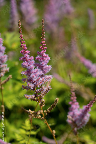 Purple astillba flower in sunlight as a natural background