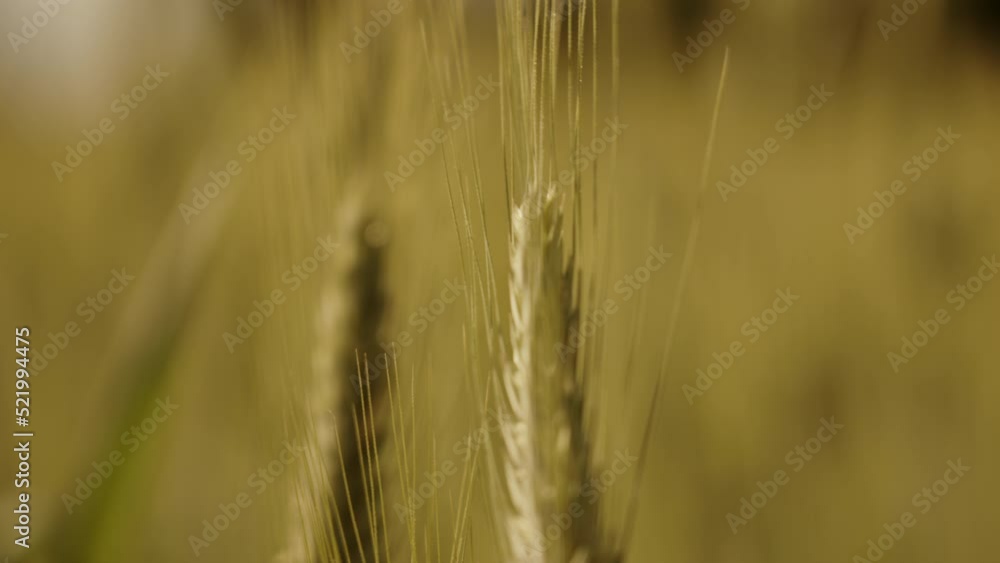 Wheat field, macro shot of wheat grain in golden hour shakes in the wind, ready for harvest