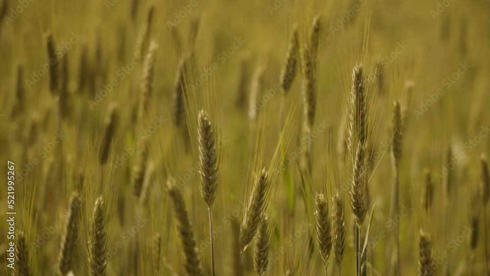 Wheat field, macro shot of wheat grain in golden hour shakes in the wind, ready for harvest Wheat field, macro shot of wheat grain in golden hour shakes in the wind, ready for harvest