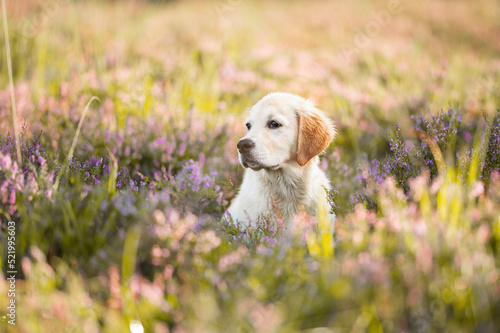 Golden Retriever Welpe blickt nach links
