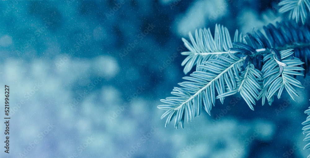 Winter abstract banner with copy space. Blue fir tree brunch with snowflakes and copy space