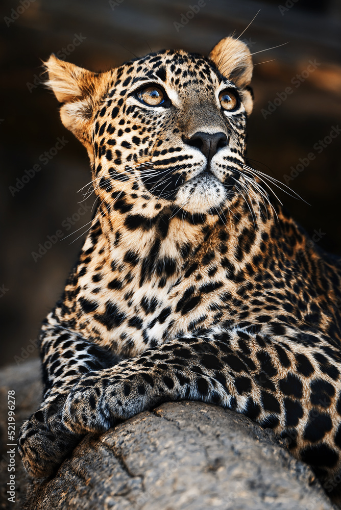 Ceylon leopard (Panthera pardus kotiya) detail portrait Ceylon leopard (Panthera pardus kotiya) detail portrait