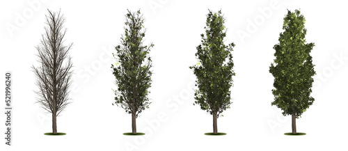 Black Poplar. Set of trees with a variety of foliage densities
