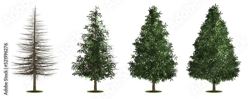 Spruce. Set of trees with a variety of foliage densities