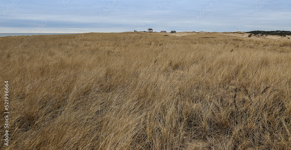 Grassy seaside landscape in Massachusetts