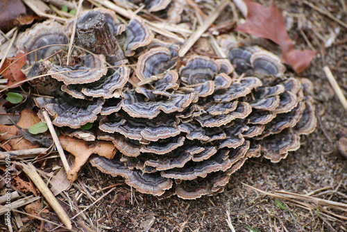 Mushrooms in the forest