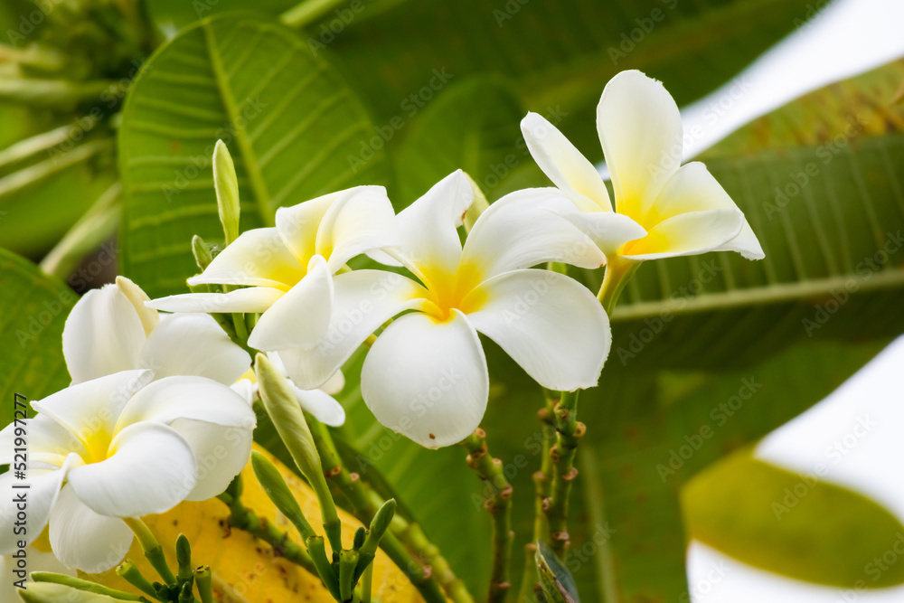 Fototapeta premium White Frangipani flower Plumeria alba with green leaves