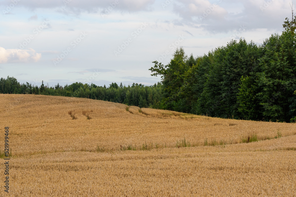 Fototapeta premium beautiful cornfield at the foot of the mountain on a cloudy day in summer