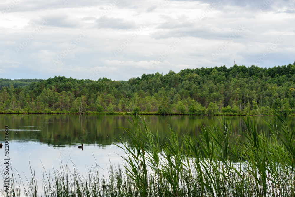 beautiful lake view in windless weather with green reeds on cloudy day in summer