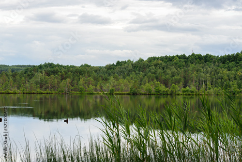 beautiful lake view in windless weather with green reeds on cloudy day in summer