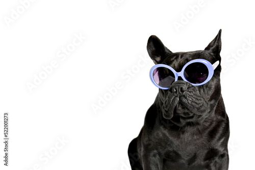 Black french bulldog in summer glasses, isolated on white.