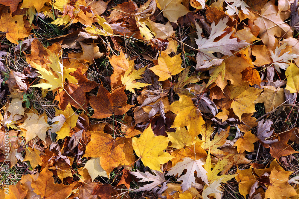 autumn leaves on the ground